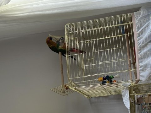 Güneş Konur Papağanı Oyun Hamuru 7 Aylık