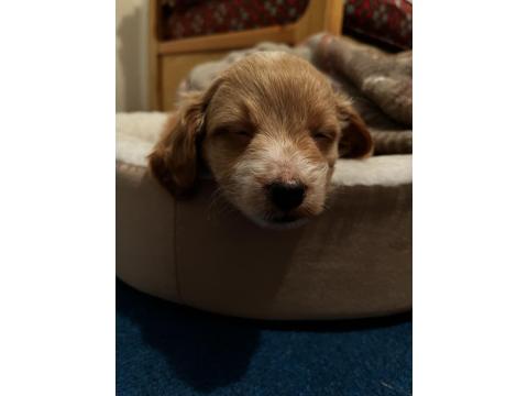 Yavru Maltipoo Köpeği