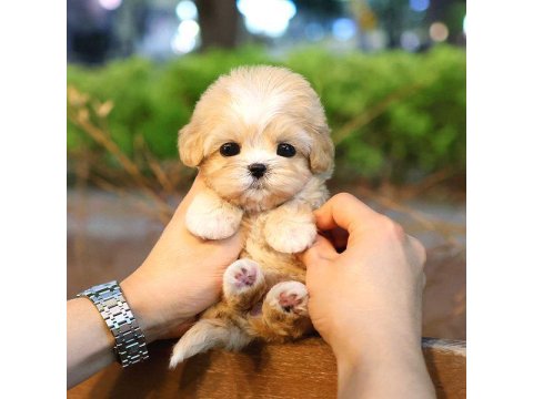 Kore Maltipoo Bebeklerim