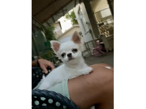 4 Aylık Safkan Erkek Şivava