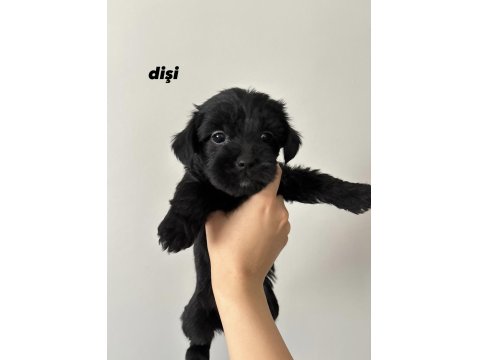 45 Günlük Morkie Yavruları - Evden Sağlıklı Bebekler