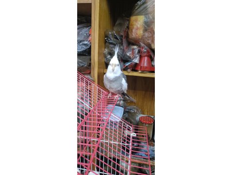 Takım Damızlık 1.5 Yaş Sultan Papağanı