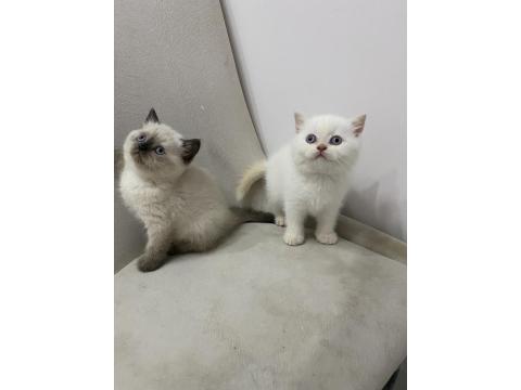 Teslime Hazır British Shorthair Red Point