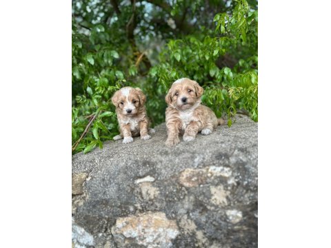 Maltipoo Yavrularım Sağlık Ve Irk Garantilidir