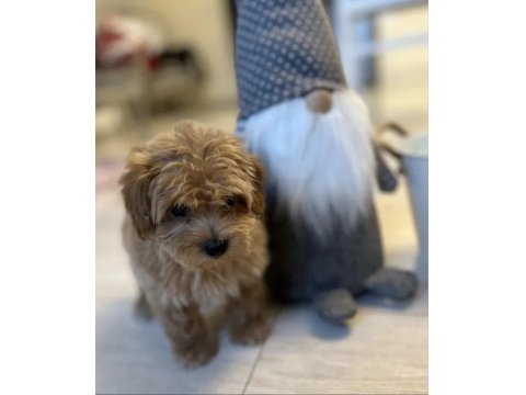 Oyuncak Gibi Maltipoo Bebeklerimiz