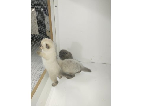 40 Günlük Scottish Fold Yavrular