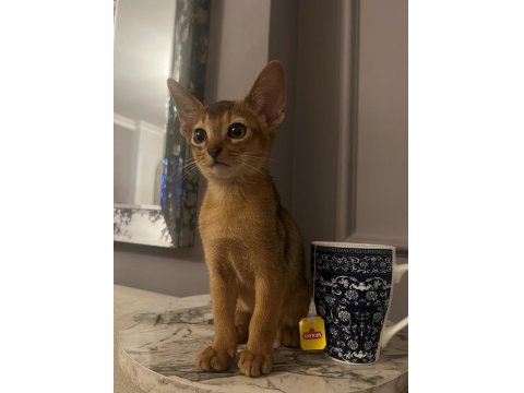3 Aylık Orjinal Habeş Kedisi