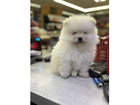 2,5 Aylık Pomeranian Boo
