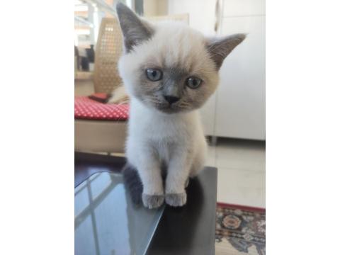 British Shorthair Kedisi