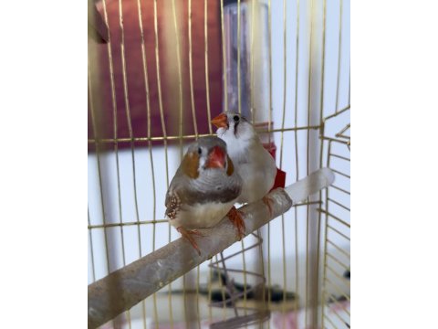 Hint Bülbülü Ankara Damızlık Takımlar