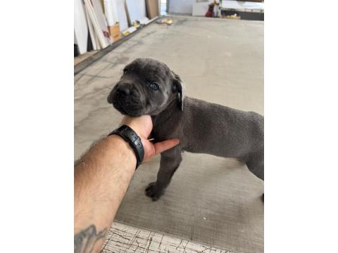 Blue Cane Corso Yavruları