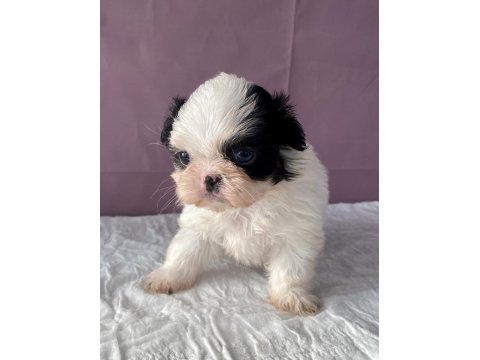 Teacup Mavi Göz Shih-Tzu Kızım