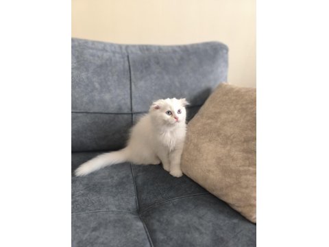 British Longhair Bebeklerim Yuva Arıyor