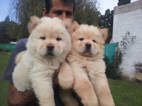 Chow Chow Köpeği Yavruları