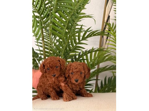 Toy Poodle 2,5 Aylık Yavrular