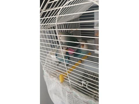 2.5 Aylik Sevda Papağanı