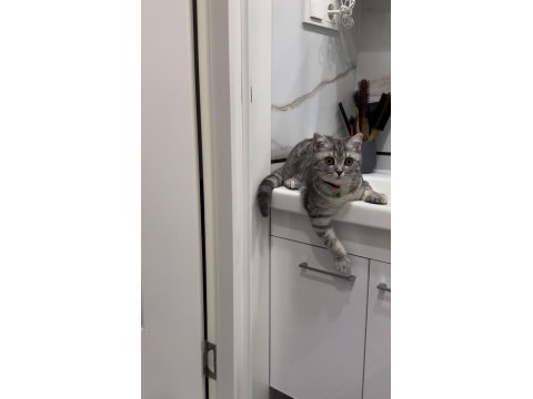 British Shorthair 2 Yaşında Dişi Kısırlaştırılmış