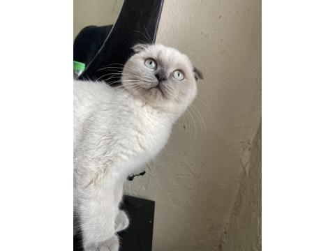 1 Yaşında Olan Scottish Blue Point Kedimiz Sahiplendirilecektir