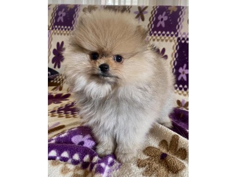 Teacup Pomeranian Boo Kızımız