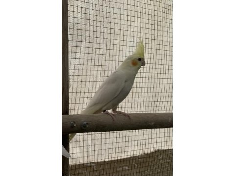 Ele Alıştırmalık Sultan Papağanı Bebekler