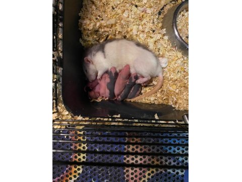 Fareli Köyün Kavalcısından Evcil Rat Fareleri