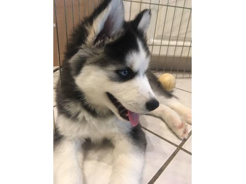 Maviş Sibirya Kurtları Sağlık Ve Irk Garantili