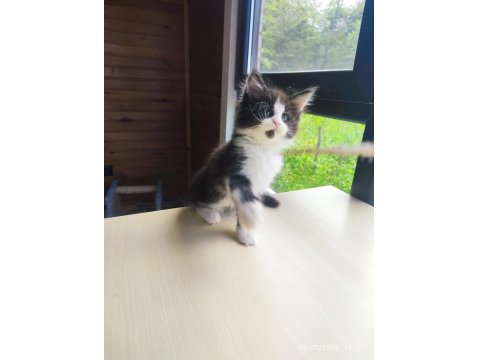 Tüm Aşı Ve Belgeleri İle Eksiksiz Dernek Kayıtlı Şecereli Maine Coon