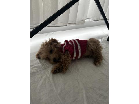 6 Aylık Yavru Maltipoo Köpeğimi Sahiplendiriyorum