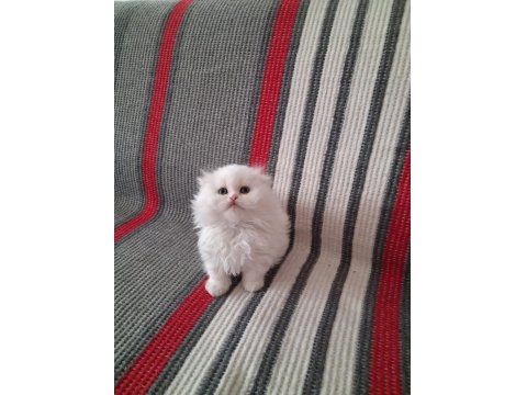 Sevgi Dolu British Longhair Bebekler Yeni Yuvalarını Arıyor