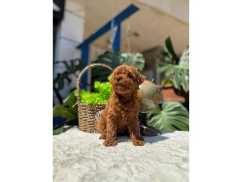 Teslime Hazır 2 Aylik Kore Poodle Bebekler