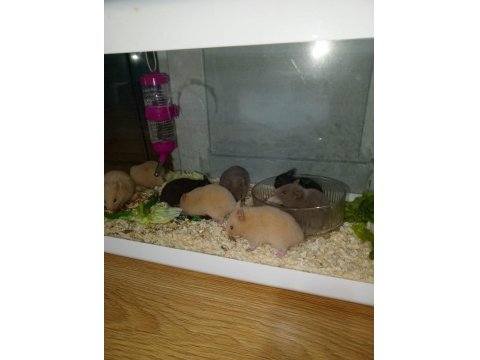 4 Haftalık Evcil Suriye Hamsterları Yeni Yuvalarını Bekliyor