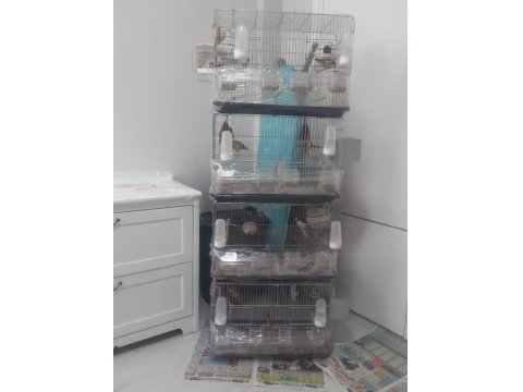 Anaç Damızlık Özel Renk İspinoz