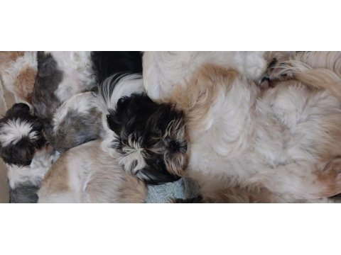 Shih Tzu Yavru Köpeği