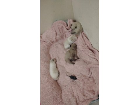 Scottish Fold Kedilerimiz