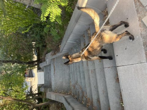 5 Aylık Dişi Belçika Malinois Kurt Köpeği