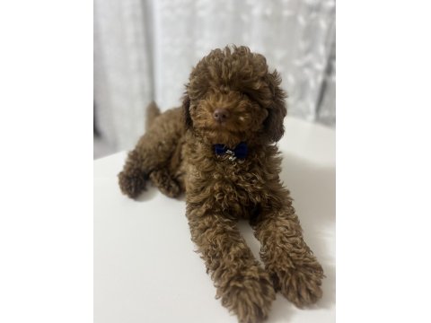 Toy Poodle 4 Aylık