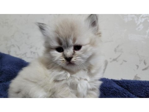 British Longhair Kardeşler Sahiplendirilecektir