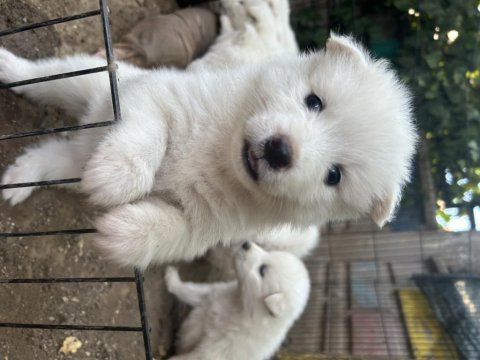 Kar Topu Samoyed Köpekler