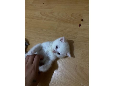 A Kalite British Shorthair Bebekler