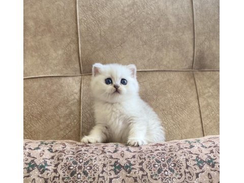 Irk Garantili Şecereli Anne Babanın British Bebeği