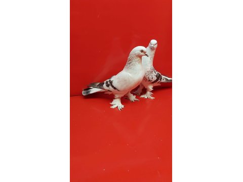 Şebap Mavi Çakmaklı Güvercin