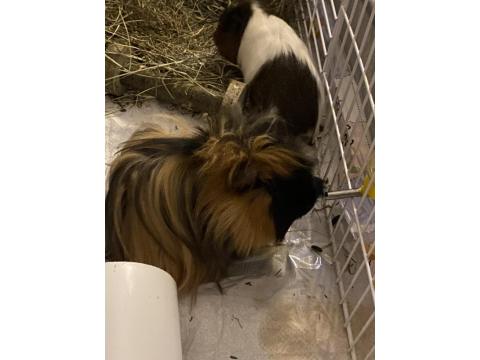 5 Aylık Guinea Pig Çifti