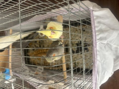 Yavru Sultan Papağanımız