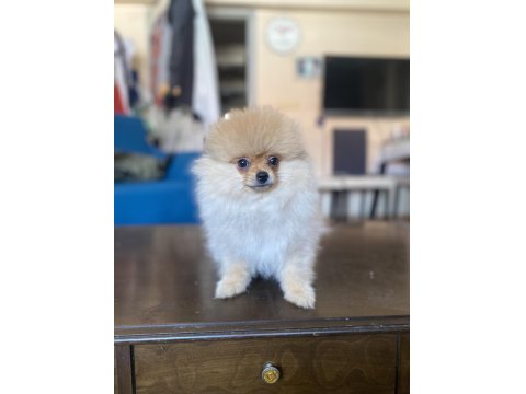 Mini Boy Pomeranian Boo Kızımız