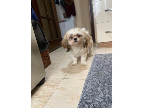 11 Aylık Dişi Shih-Tzu