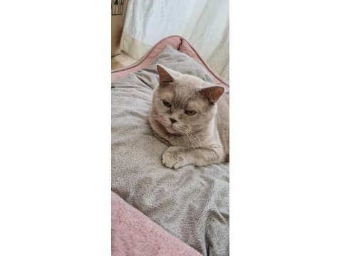 Kedimizi Özel Sebeplerden Dolayı Ücretsiz Sahiplendiriyoruz