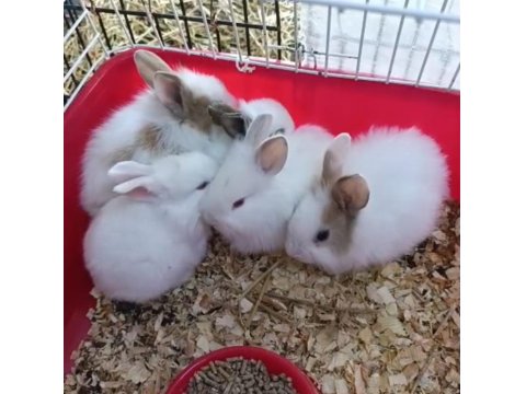 Türkiye'nin Her İline Gönderim Yavru Tavşanlar