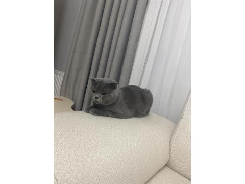 Ücretsiz Sahiplendirme Scottish Fold Kedimiz