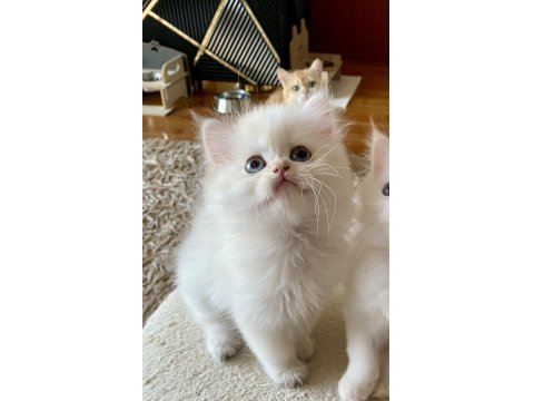 Şecereli British Longhair Blh Ny1133 Erkek