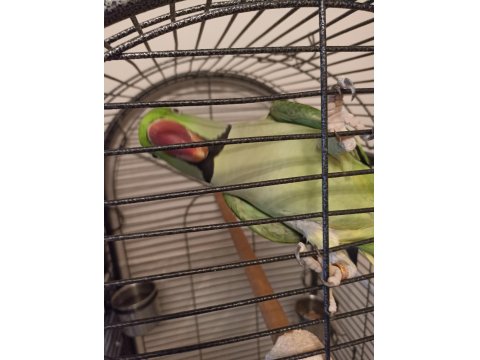 Evcil Alexander Papağanı Erkek